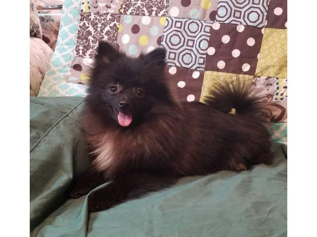 Beautiful male CKC Pomeranian puppy in Shreveport ...