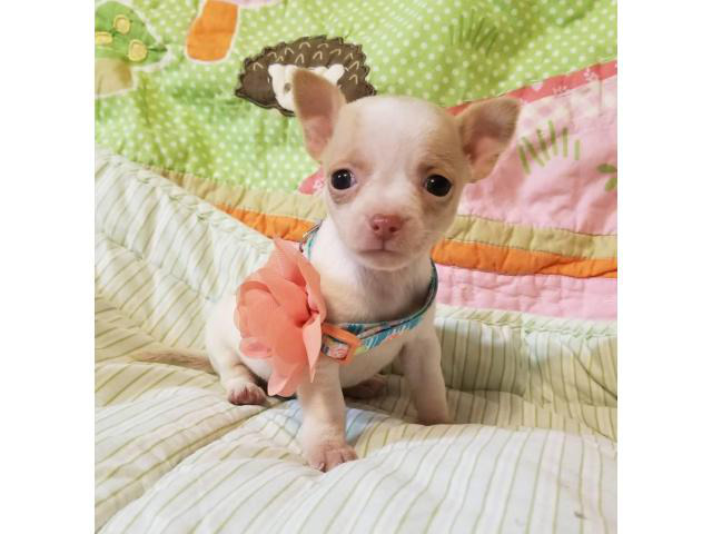 Adorable Chihuahua female pups for sale in Shreveport