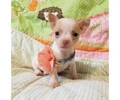 Adorable Chihuahua female pups for sale