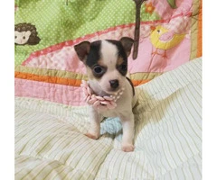 Adorable Chihuahua female pups for sale - 2