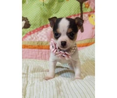 Adorable Chihuahua female pups for sale - 3