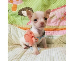 Adorable Chihuahua female pups for sale - 4