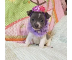 Adorable Chihuahua female pups for sale - 5