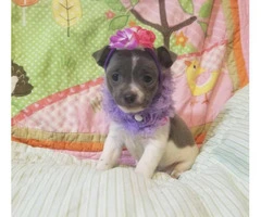 Adorable Chihuahua female pups for sale - 6