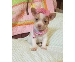 Adorable Chihuahua female pups for sale - 7