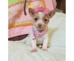 Adorable Chihuahua female pups for sale - 8