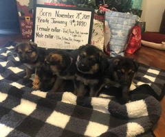 German Shepherd puppies available