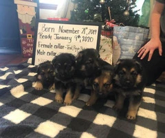 German Shepherd puppies available