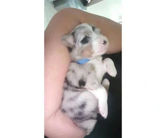 One Blue Merle female puppy available
