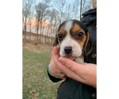 3 female Beagle puppy available for rehoming