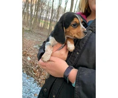 3 female Beagle puppy available for rehoming - 2