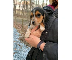 3 female Beagle puppy available for rehoming - 3