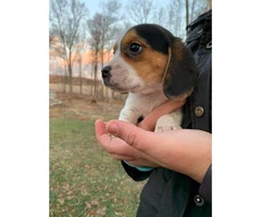 3 female Beagle puppy available for rehoming - 5