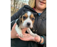 3 female Beagle puppy available for rehoming - 6