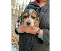 3 female Beagle puppy available for rehoming - 8