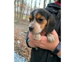 3 female Beagle puppy available for rehoming - 9