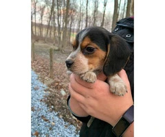 3 female Beagle puppy available for rehoming - 10