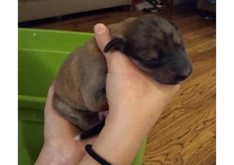 Litter of Rough Collie's puppies available