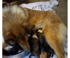 Litter of Rough Collie's puppies available