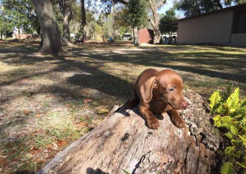 9 weeks old female mini Dachshund puppy