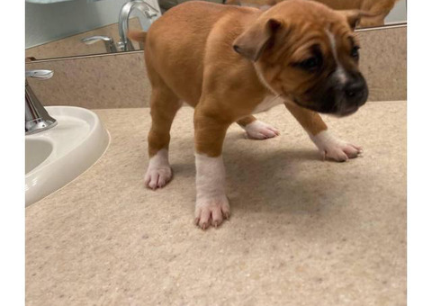 Two Boxador female puppies for sale