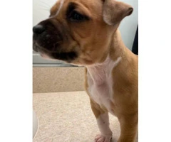 Two Boxador female puppies for sale - 3