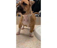 Two Boxador female puppies for sale - 4