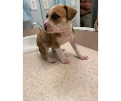 Two Boxador female puppies for sale - 7