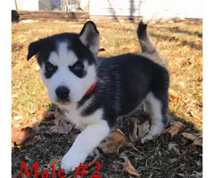 Purebred husky 2 males & 1 female left
