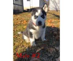 Purebred husky 2 males & 1 female left