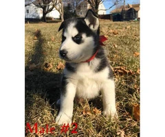 Purebred husky 2 males & 1 female left