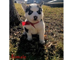 Purebred husky 2 males & 1 female left