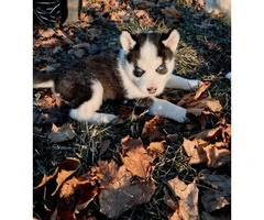 Purebred husky 2 males & 1 female left