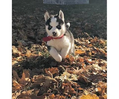 Purebred husky 2 males & 1 female left