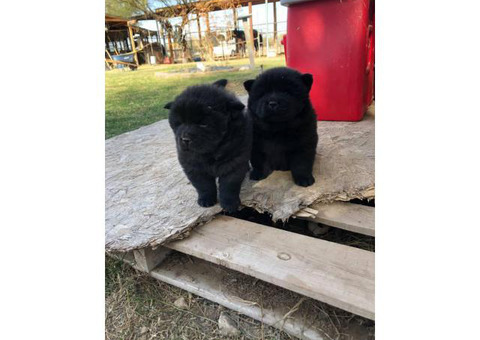 6 weeks old Chow chow puppies for Christmas