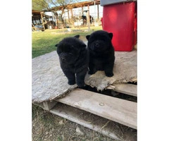 6 weeks old Chow chow puppies for Christmas