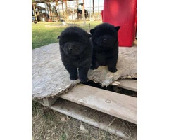 6 weeks old Chow chow puppies for Christmas - 2