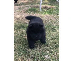 6 weeks old Chow chow puppies for Christmas - 3