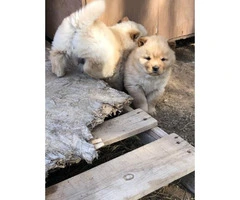 6 weeks old Chow chow puppies for Christmas - 5