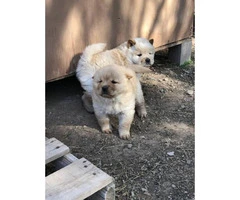 6 weeks old Chow chow puppies for Christmas - 6