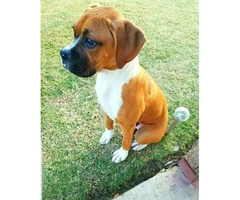 Purebred boxer, 5 months old puppy