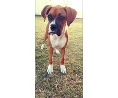Purebred boxer, 5 months old puppy - 2