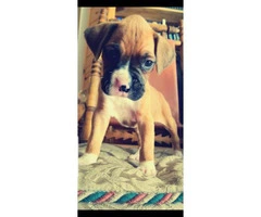 Purebred boxer, 5 months old puppy - 4