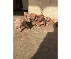 5 Pit bull puppies available for rehoming - 2