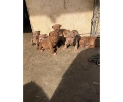 5 Pit bull puppies available for rehoming - 3