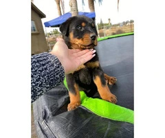 2 months old male rottweiler puppy for adoption