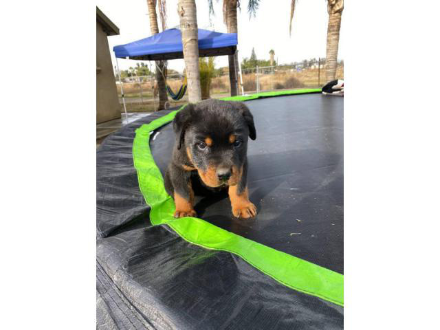2 months old male rottweiler puppy for adoption in Visalia, California - Puppies for Sale Near Me