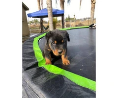 2 months old male rottweiler puppy for adoption - 2