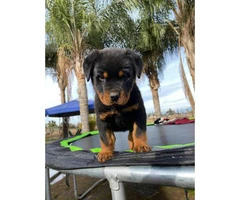 2 months old male rottweiler puppy for adoption - 3