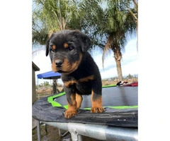 2 months old male rottweiler puppy for adoption - 4